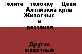 Телята , телочку. › Цена ­ 8-10 - Алтайский край Животные и растения » Другие животные   